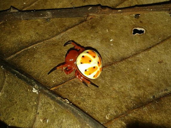 Helmet Spider in Ecuador