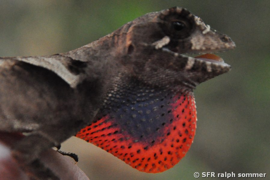 Anolis Sphaerodactylidae in Ecuador