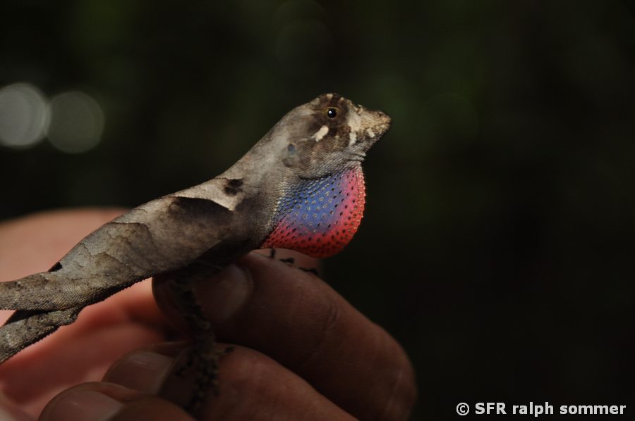 Anolis Sphaerodactylidae in Ecuador