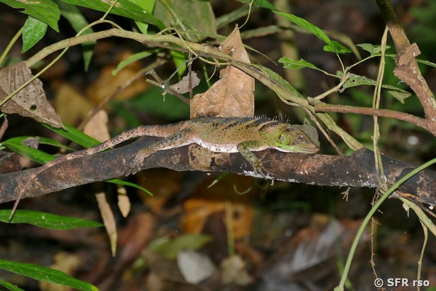 Enyaliodes Cuyabeno in Ecuador