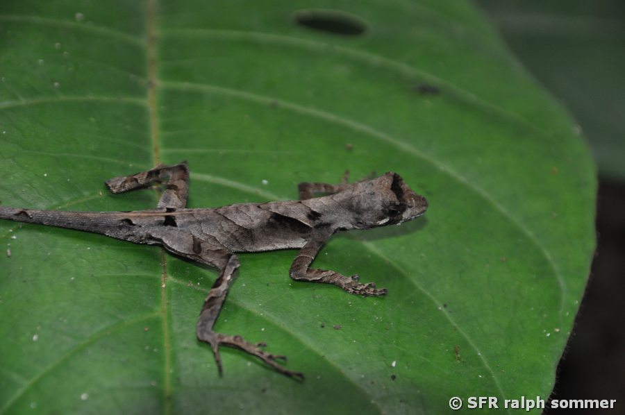 Saumfingerechse Anolis Sphaerodactylidae in Ecuador