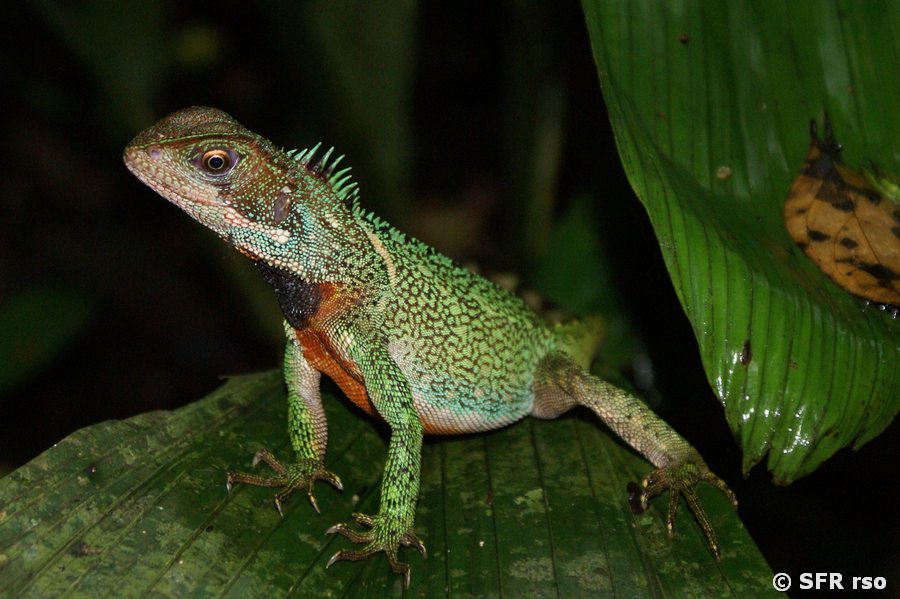 Stachelschwanzleguan Enyaliodes Microlepsis in Ecuador