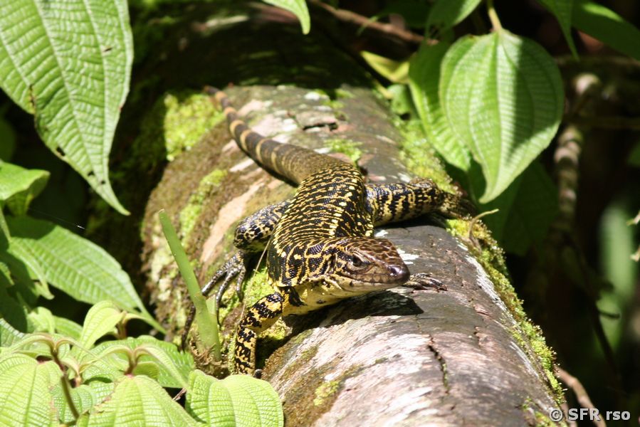 Tupinambis Cuzcoensis in Ecuador
