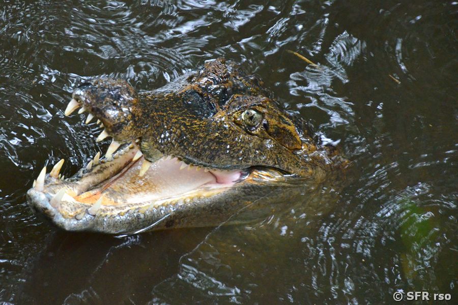 Brillenkaiman Caiman Crocodilus in Ecuador