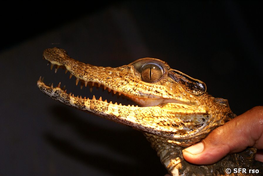 Brillenkaiman im Griff in Ecuador