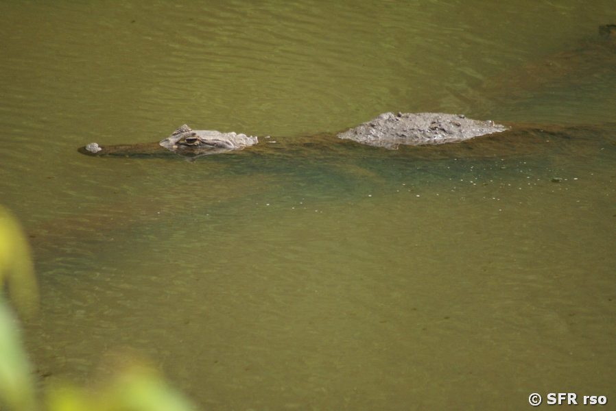 Brillenkaiman schwimmend Cuyabeno in Ecuador