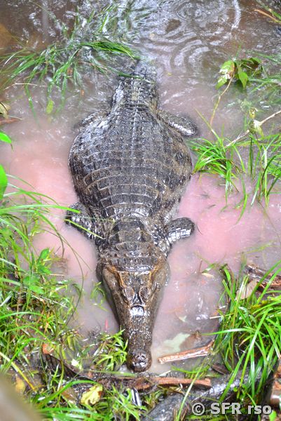 Caiman Crocodilus in Ecuador