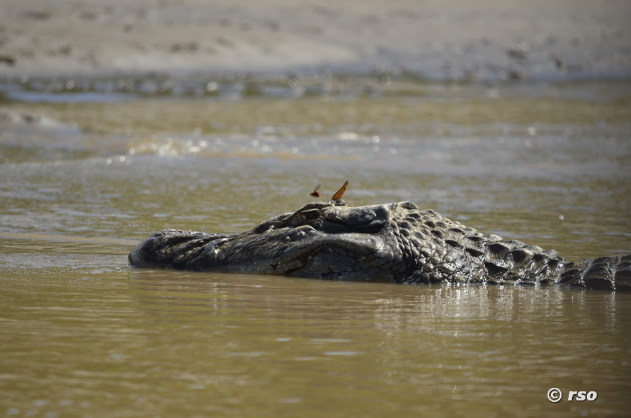 Kaiman im Wasser Schmetterlinge in Ecuador