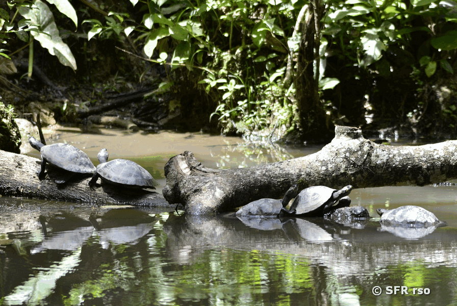 Charapas Baumstamm sonnend in Ecuador
