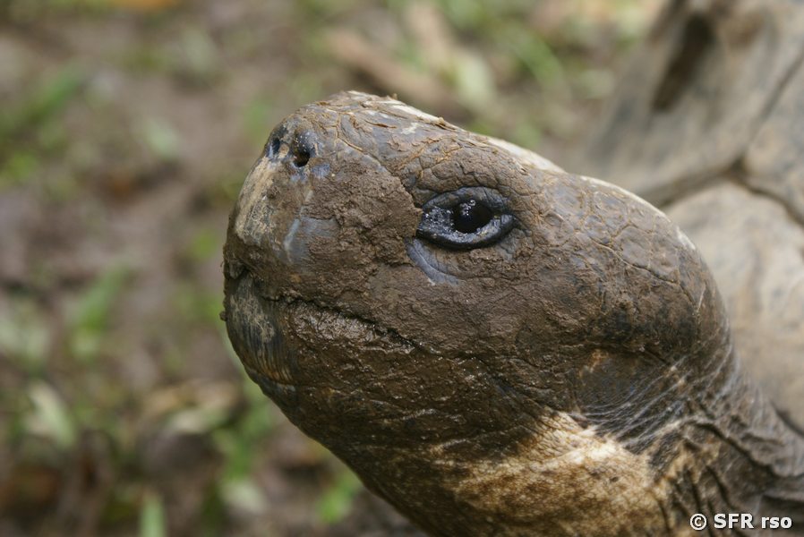 Galapagos Schildkroete in Ecuador