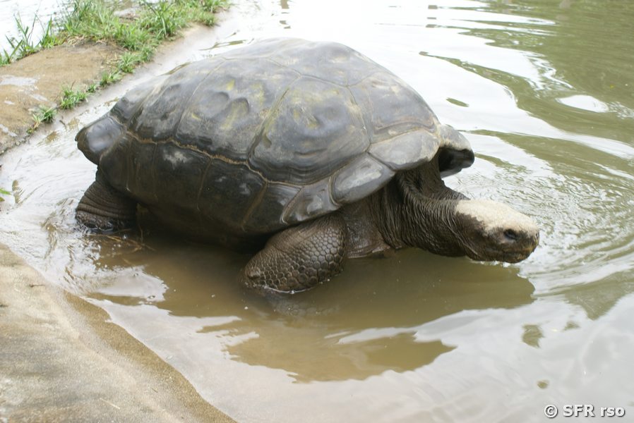 Geochelone Nigra Porteri in Ecuador