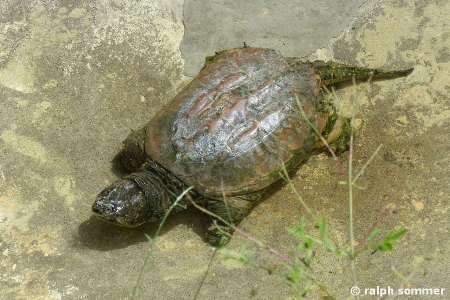 Matamata Chelus Frimbiatus in Ecuador