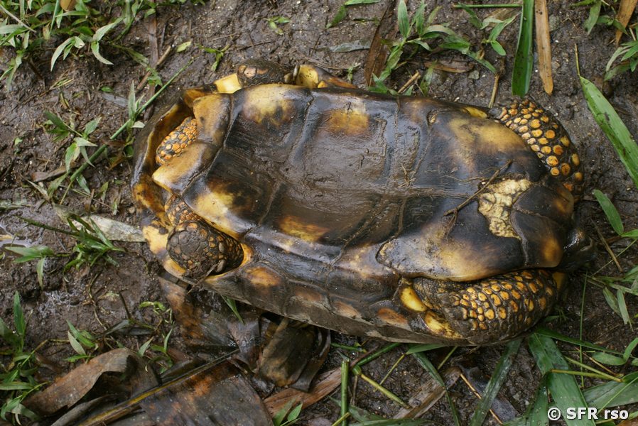 Morocoy Geochelone Denticulata auf Ruecken in Ecuador