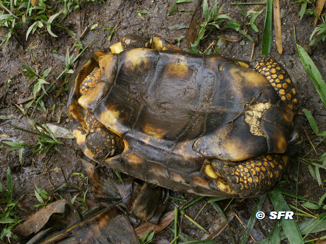 Morocoy Geochelone Denticulata auf Ruecken in Ecuador