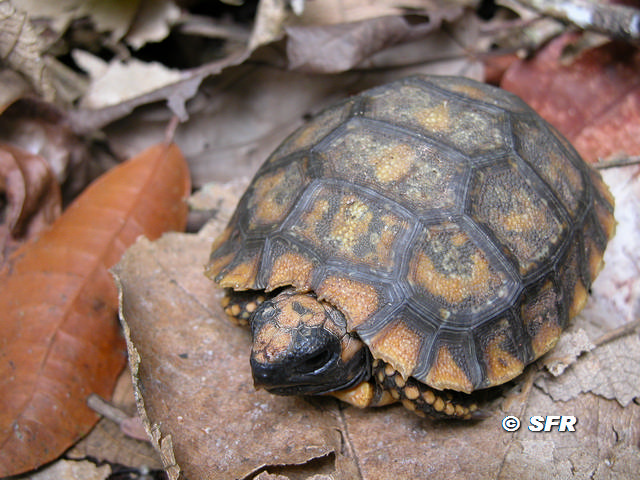 Morocoy Geochelone Denticulata in Ecuador