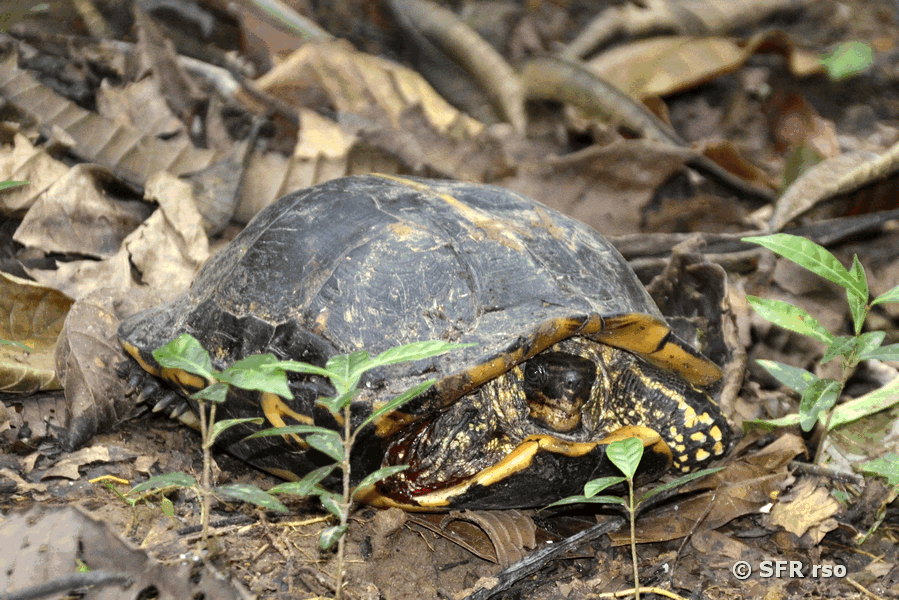Morocoy Geochelone Denticulata in Ecuador