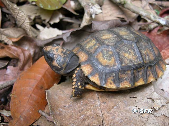 Morocoy Geochelone Denticulata in Ecuador