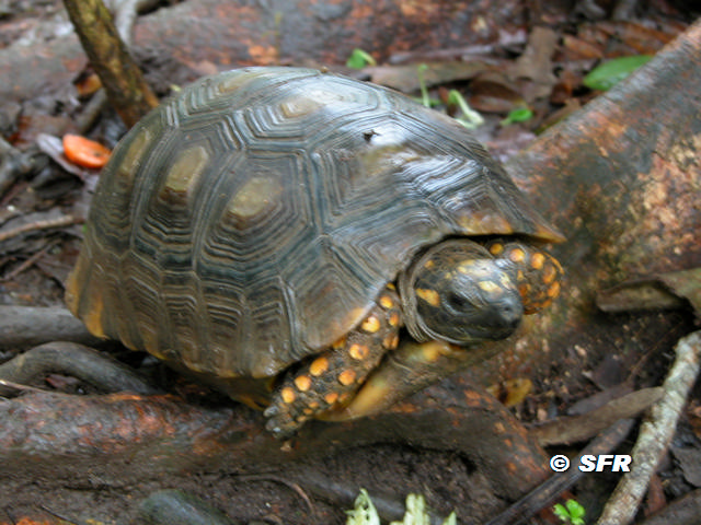 Morocoy Geochelone Denticulata in Ecuador