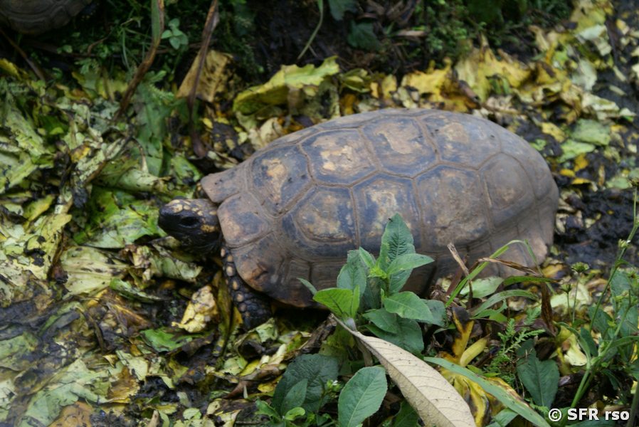 Morocoy Schildkroete in Ecuador