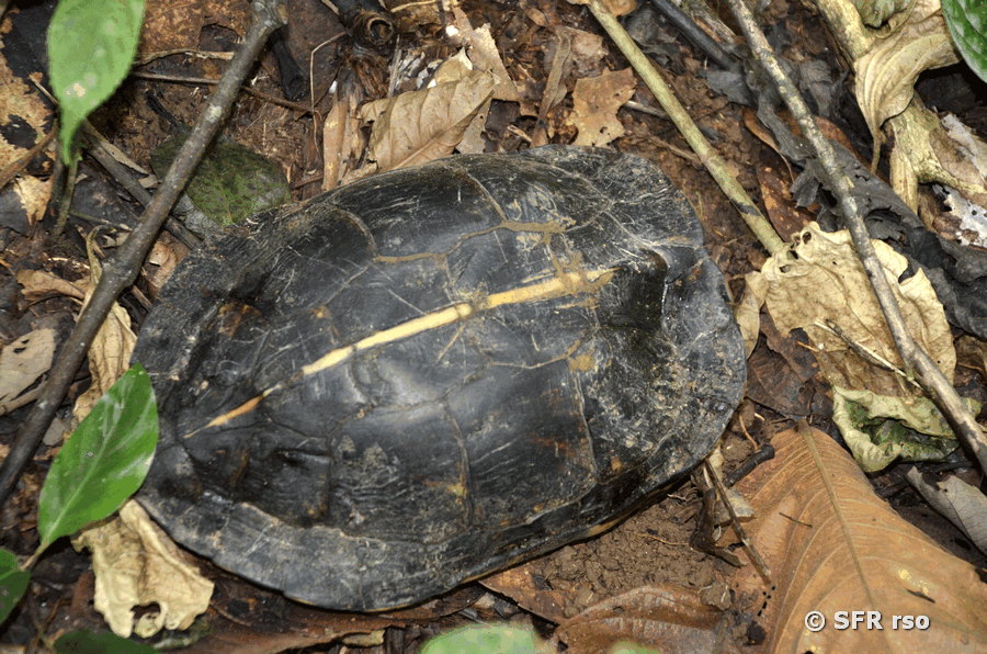 Rhinoclemmys Melanosterna Panzer in Ecuador