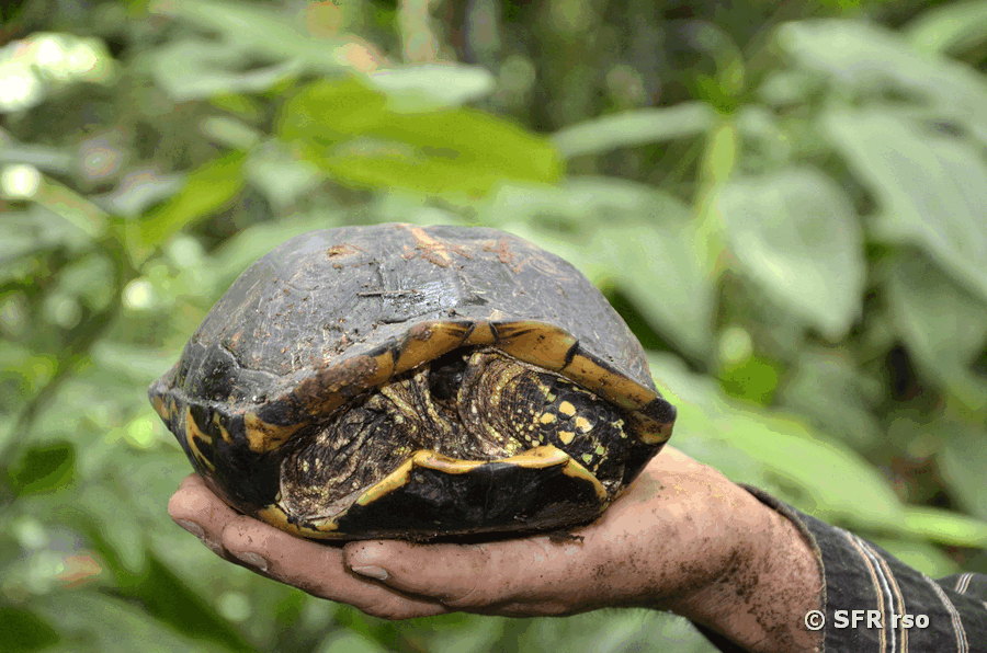 Schildkroete im Panzer Platemys in Ecuador