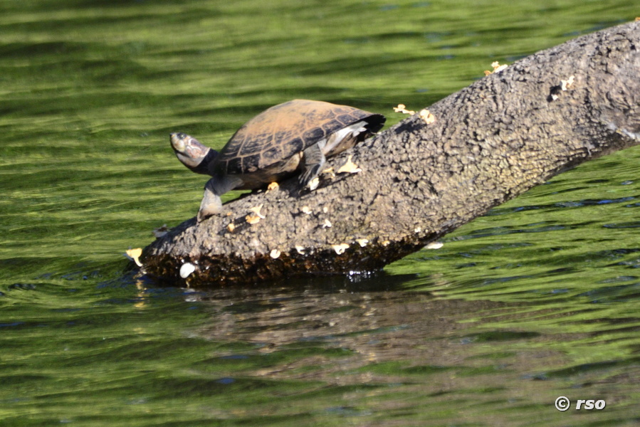 Schildkroete ueber Wasser in Ecuador