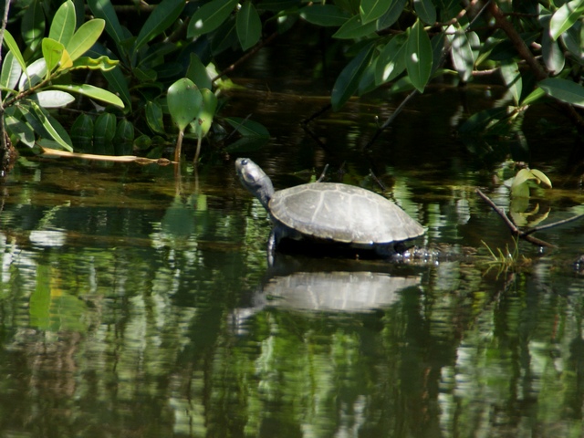Wasserschildkroete Charapa Podocnemis Unifilis in Ecuador
