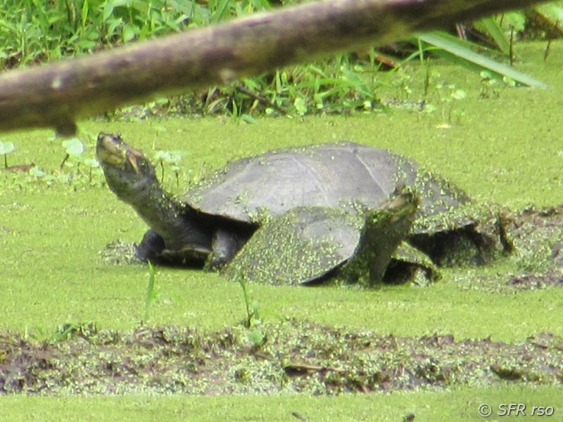 Wasserschildkroete Wasserlinsen in Ecuador