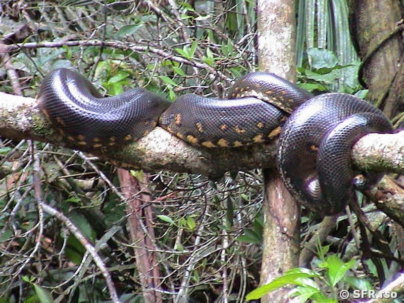 Anakonda auf Baum in Ecuador