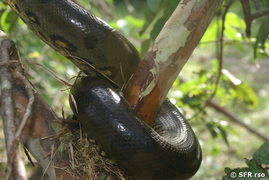 Anakonda Koerperwindung in Ecuador