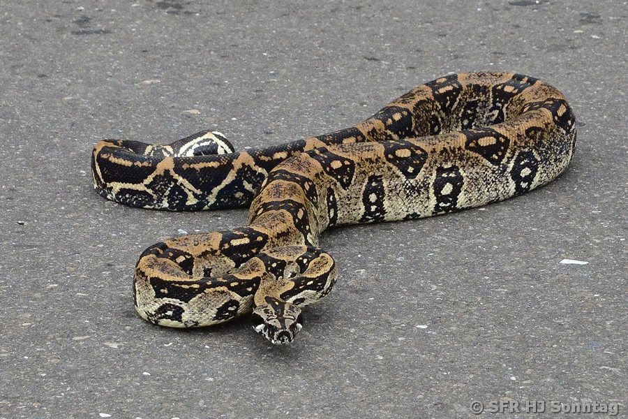 Boa Constrictor in Ecuador