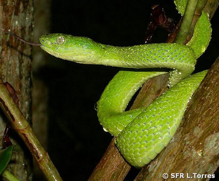 Bothriechis Lateralis Palm Viper snake in Ecuador
