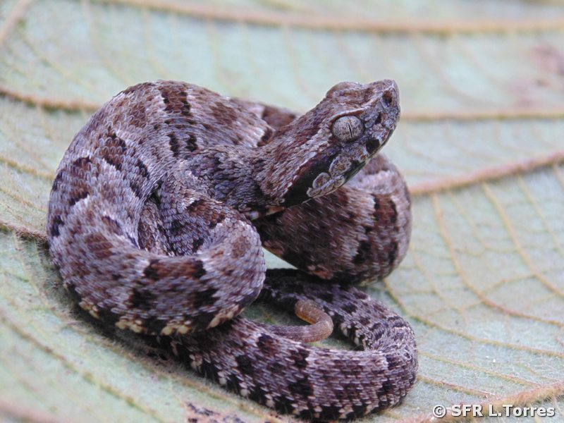 Bothrops Atrox Lancehead snake in Ecuador