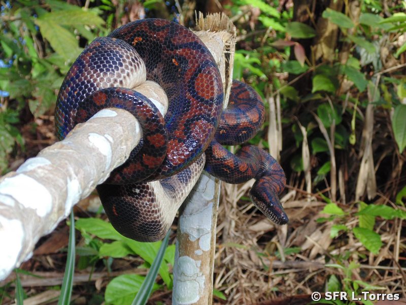 Cenchria Cenchria Regenbogenboa in Ecuador