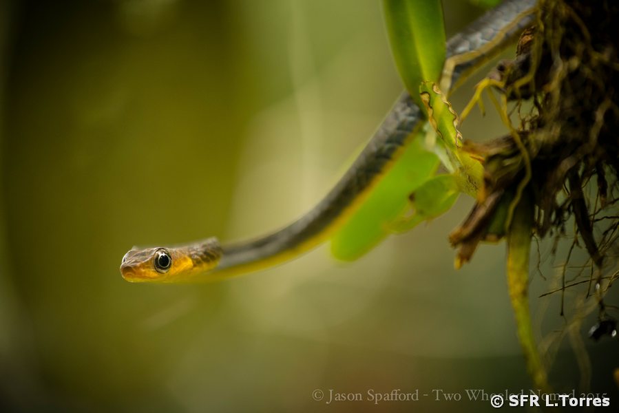 Chirionus Fuscus Olive Whipesnake in Ecuador