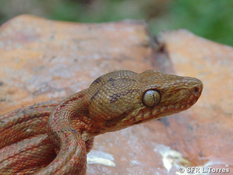 Corallus Hortulanus Amazon tree boa in Ecuador