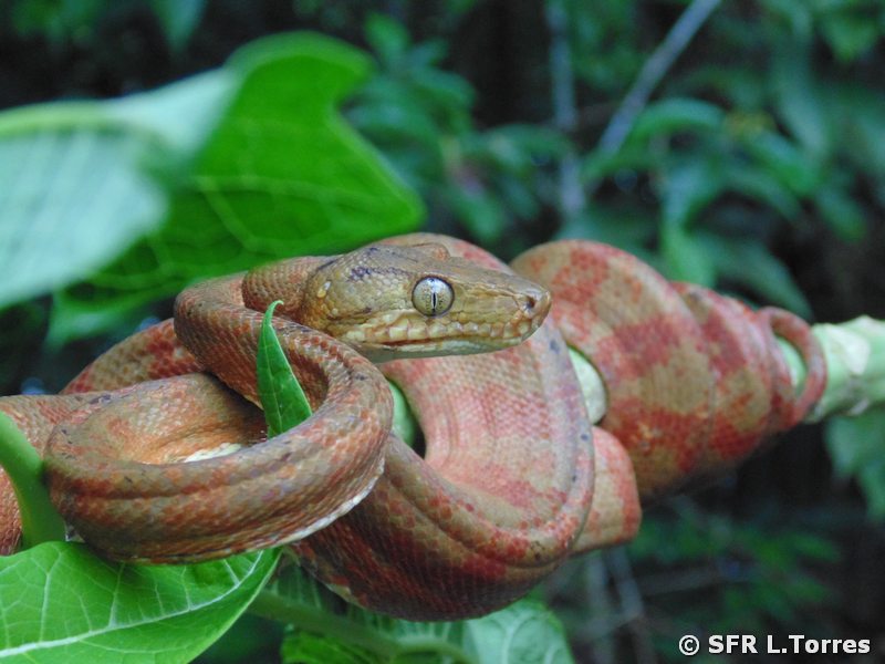 Corallus Hortulanus auf Baum in Ecuador