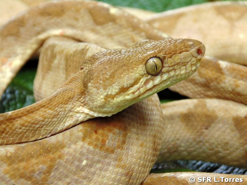 Corallus Hortulanus Hundskopfboa in Ecuador