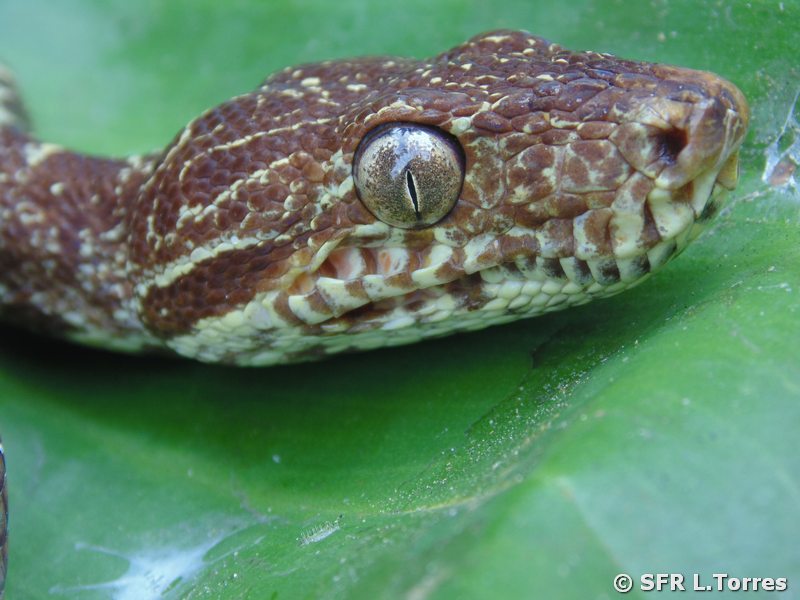 Corallus Hortulanus Hundskopfboa in Ecuador