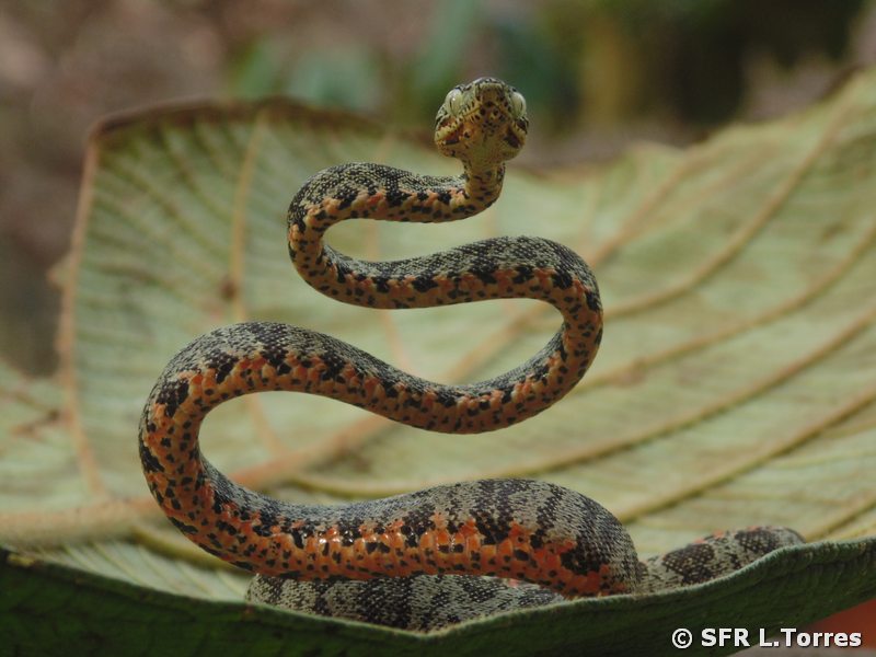 Corallus Hortulanus in Ecuador