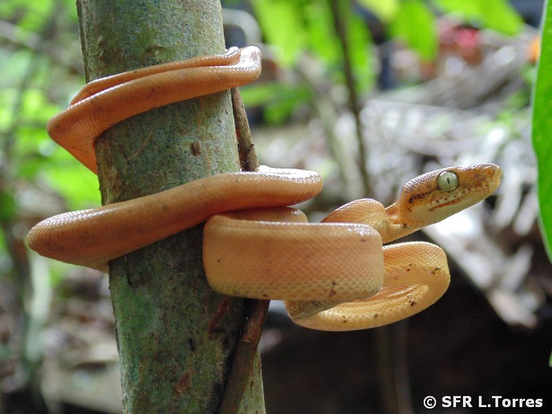 Corallus Hortulanus in Ecuador