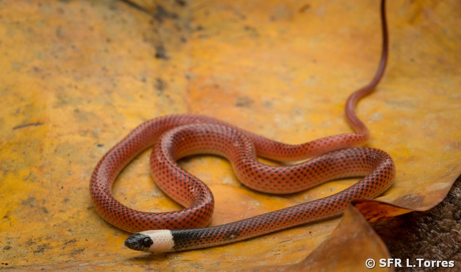 Drepanoides Anomalus Amazon egg eating snake in Ecuador