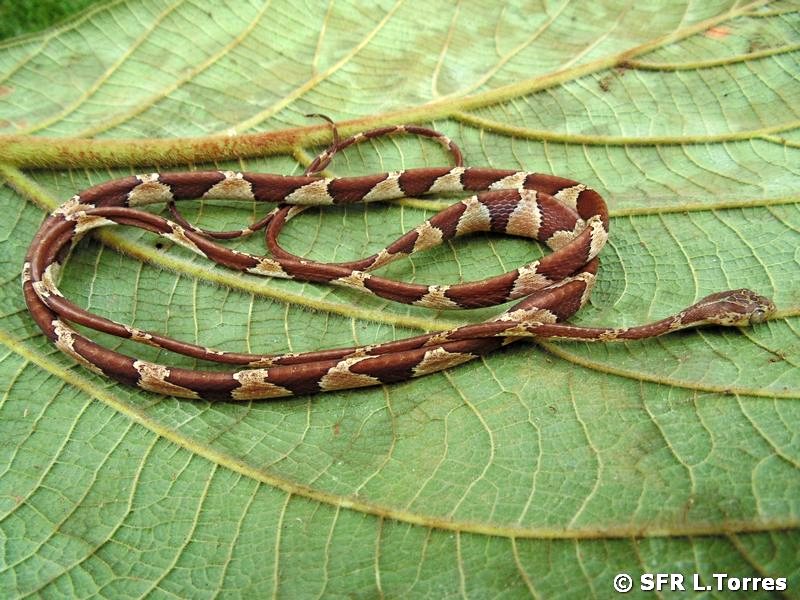 Imantodes Cenchoa in Ecuador