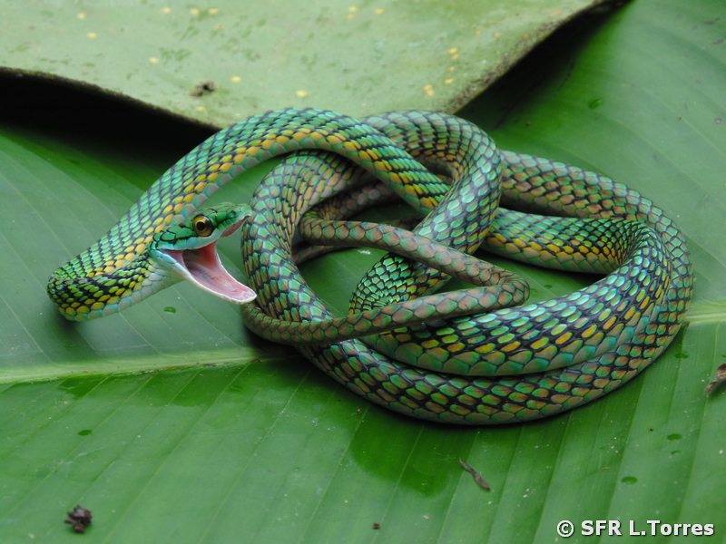 Leptophis Ahaetulla green parrot snake in Ecuador