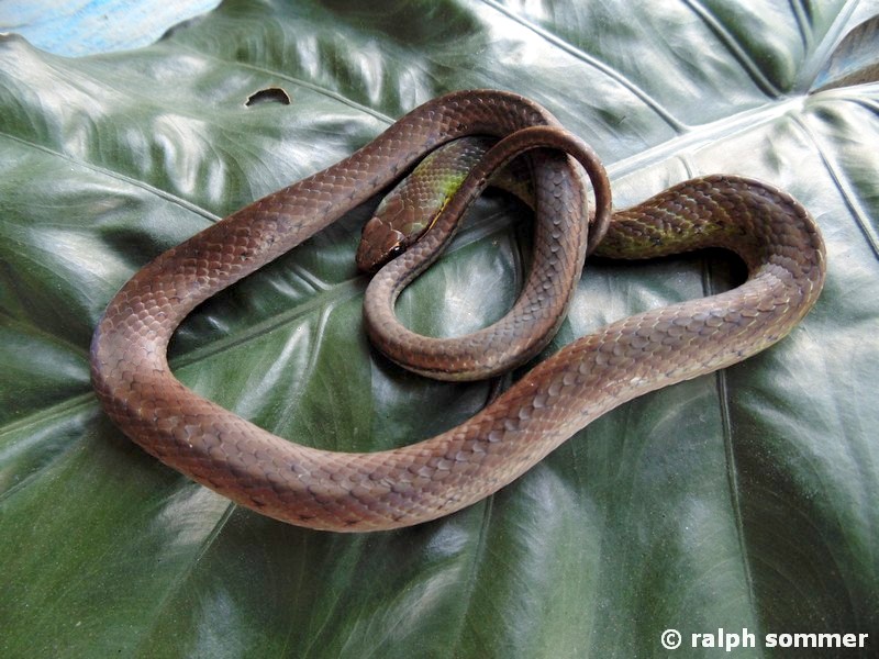 Liophis Reginae high woods coral in Ecuador