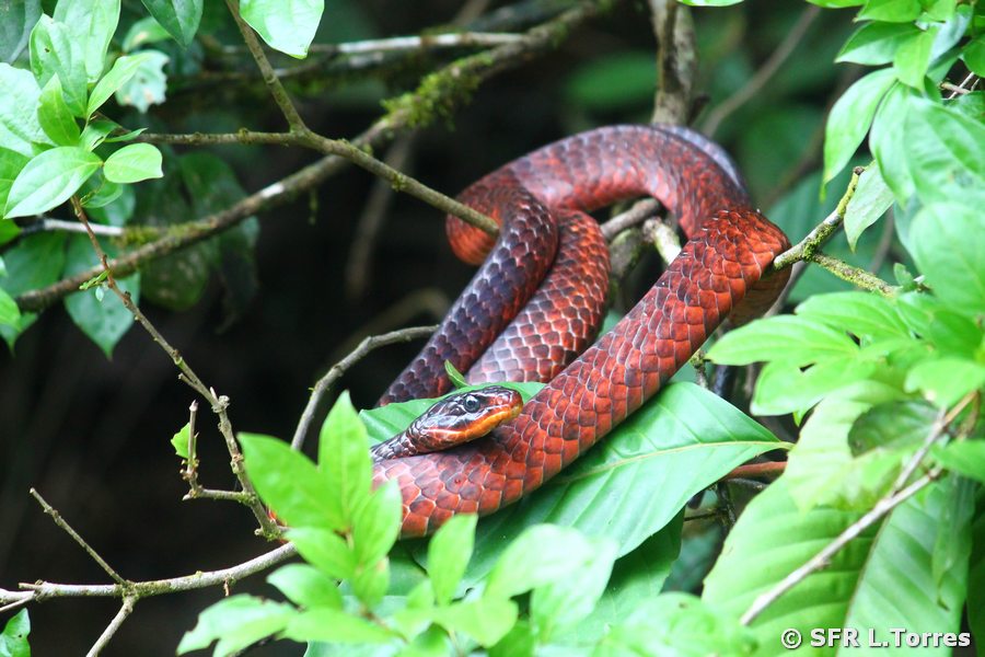 Rusty whip tail snake in Ecuador