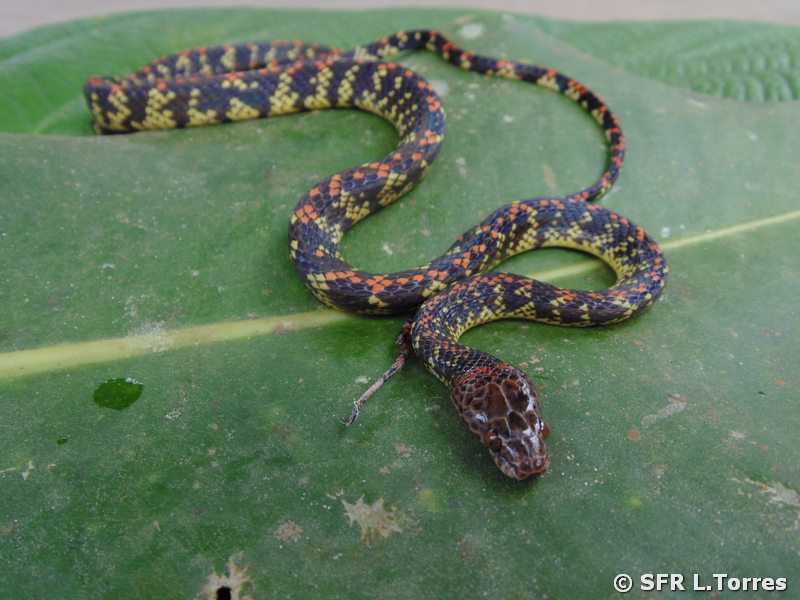 Sihplophis Cervinus Amazonian Liana snake in Ecuador
