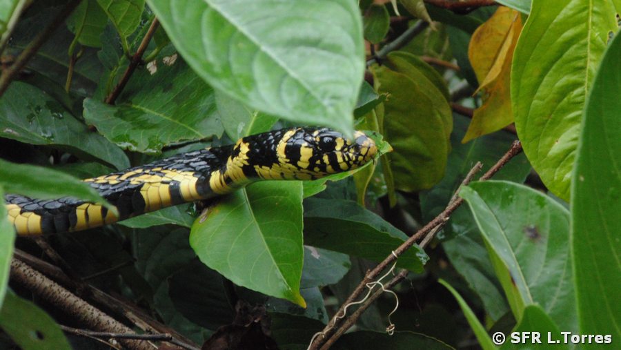 Spilotes Pullatus Huehnerfresser in Ecuador