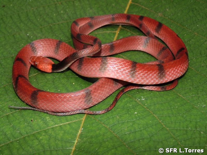 Tripanurgos Compresus in Ecuador