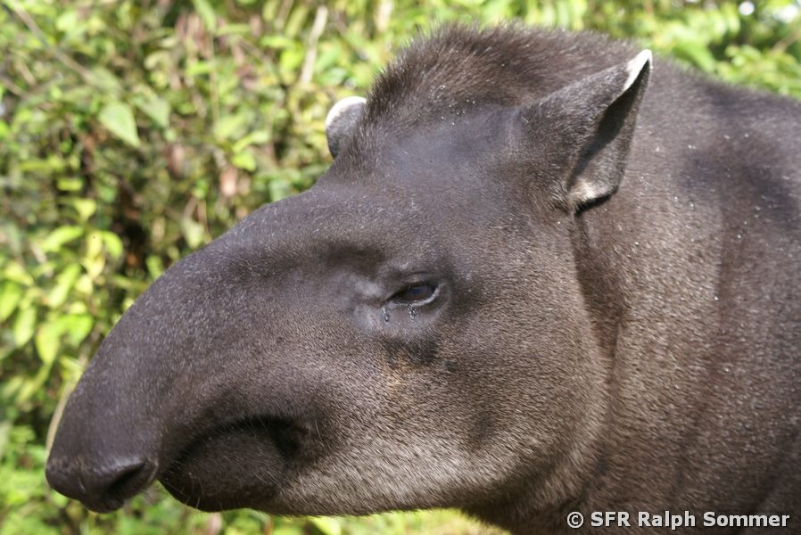Tapir Rostrum in Ecuador